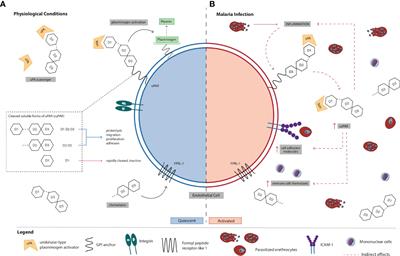 suPAR to Risk-Stratify Patients With Malaria